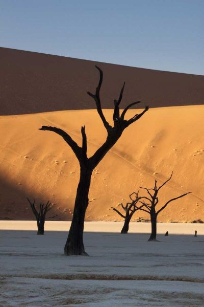 Namibia, Sossusvlei Sunrise on dead trees